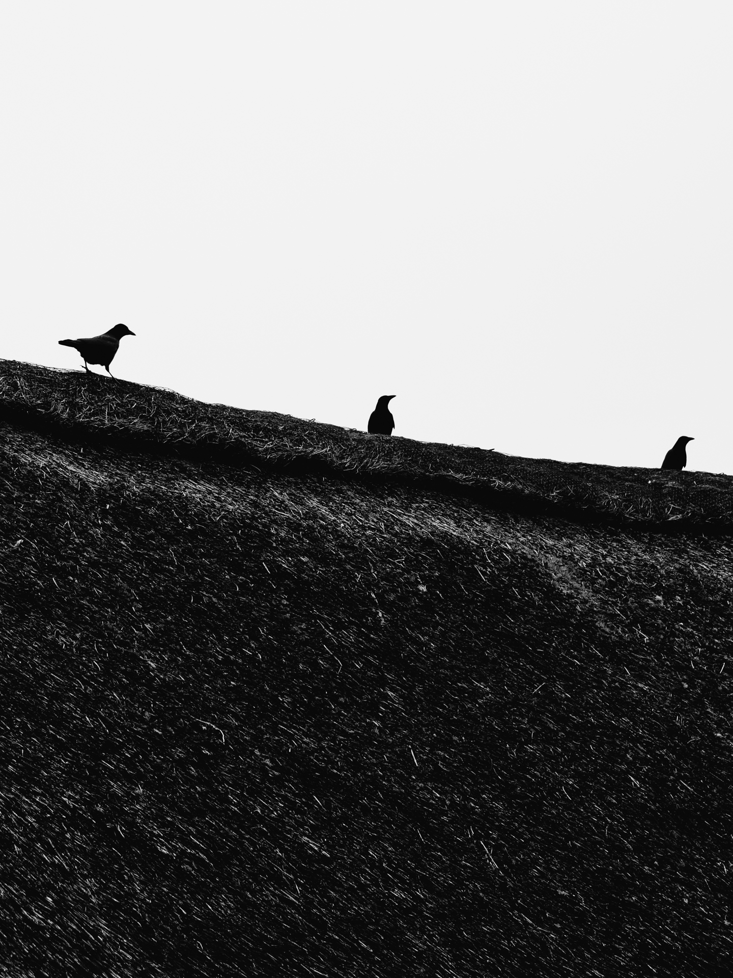 Schwarzweiß-Fotografie von 3 Krähen auf einem Rehtdach in Scharbeutz